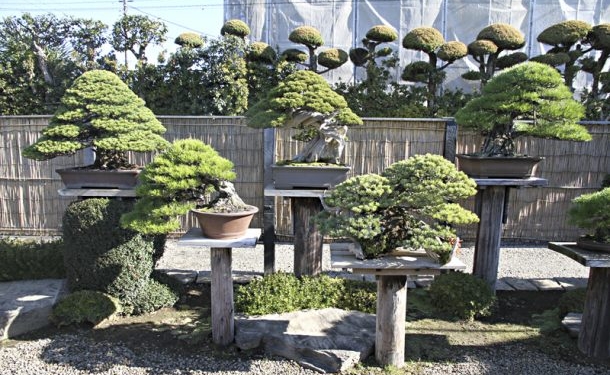 japanese bonsai 13 610x384 1