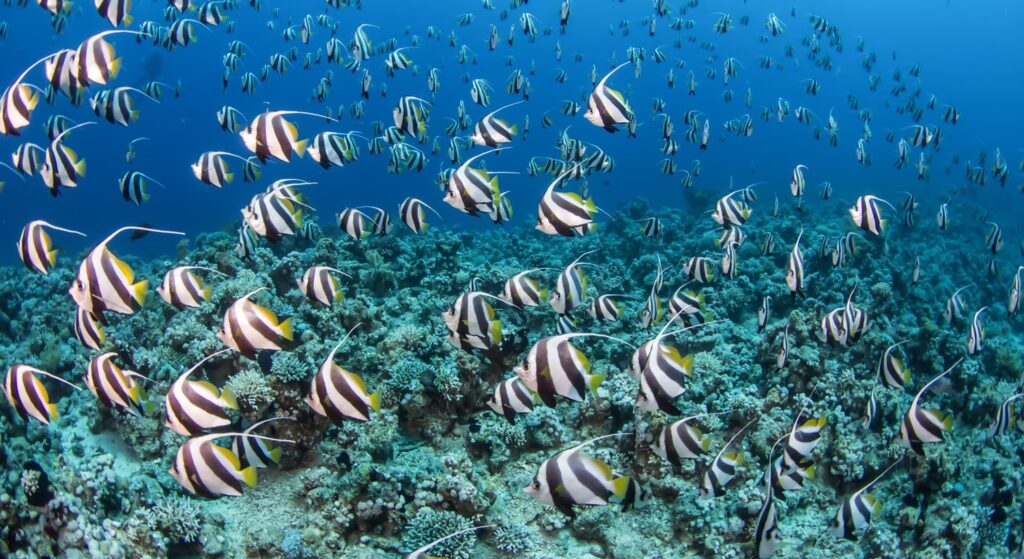 Kızıldeniz En İyi Dalış Noktalar: Thomas Resifi